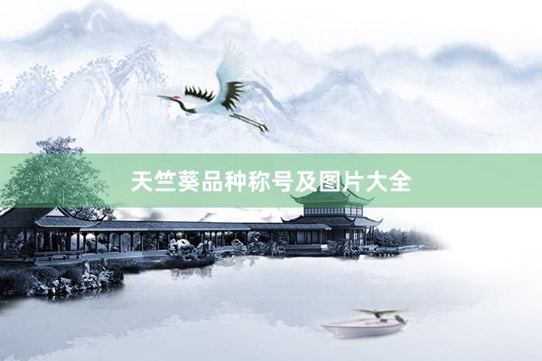 天竺葵品种称号及图片大全